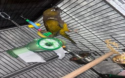 Conures birds for sale: Beautiful baby Patagonian conure - Image 6