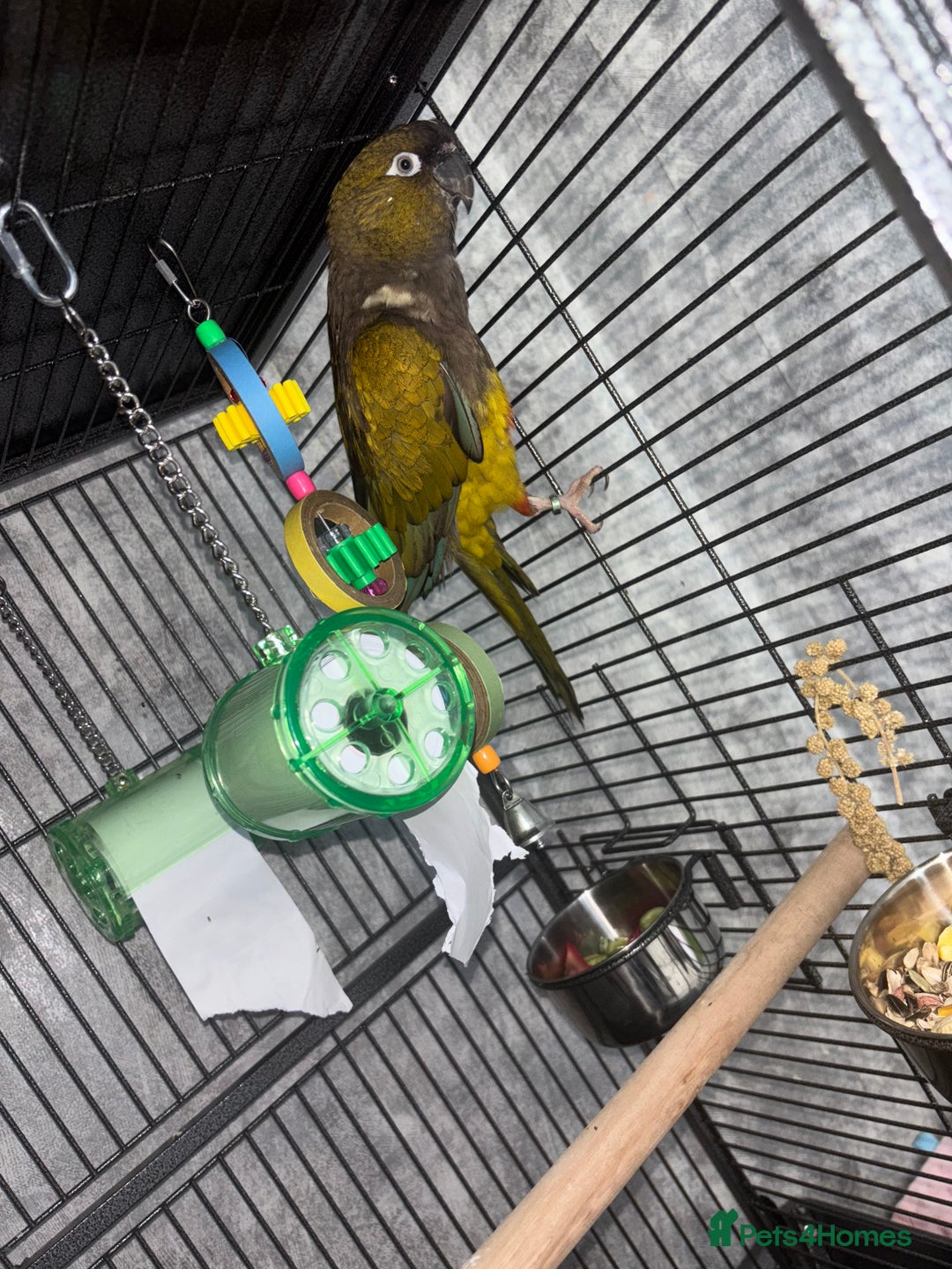 Conures birds for sale: Beautiful baby Patagonian conure - Image 6