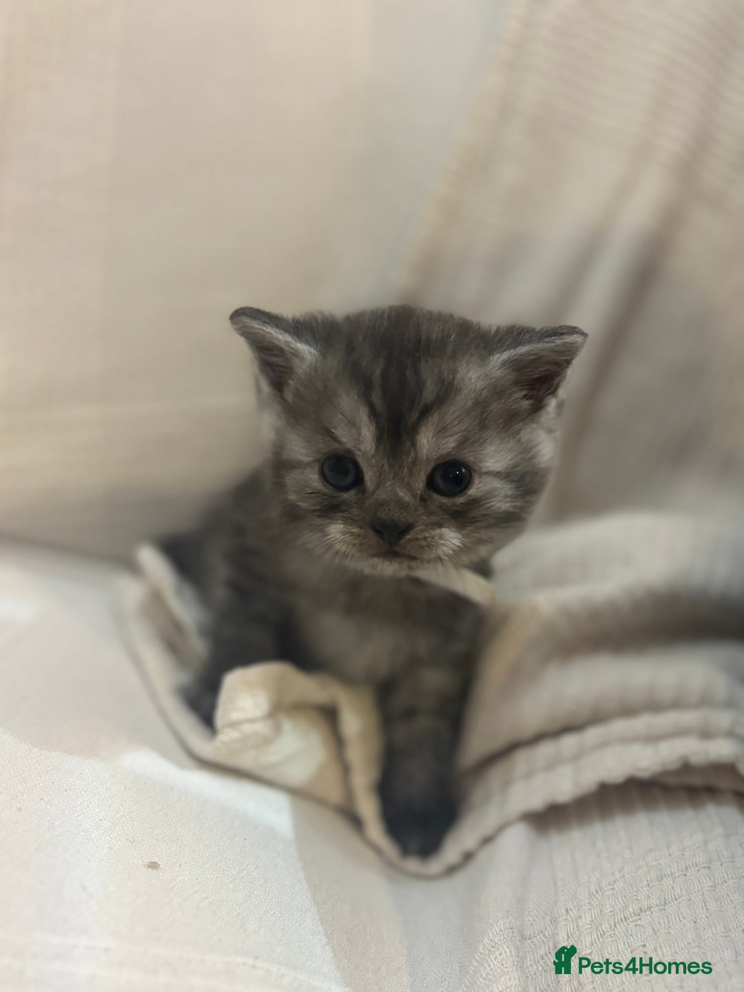 Persian cats for sale: Beautiful chinchilla Persian x - Advert 6