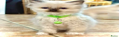 Ragdoll 2