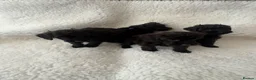 Schnoodle dogs for sale: Schnoodle puppies  - Advert 4