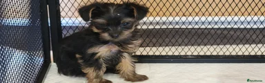 Yorkshire Terrier Puppy 5