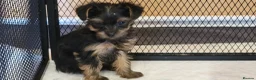 Yorkshire Terrier dogs for sale: Yorkshire Terrier puppies  from Licensed Breeder  - Advert 19