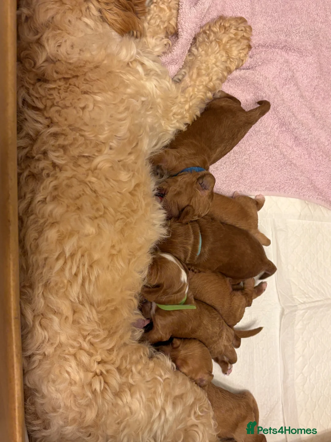 Cockapoo dogs for sale: Adorable Cockapoos *ready 14th Aug* - Advert 12