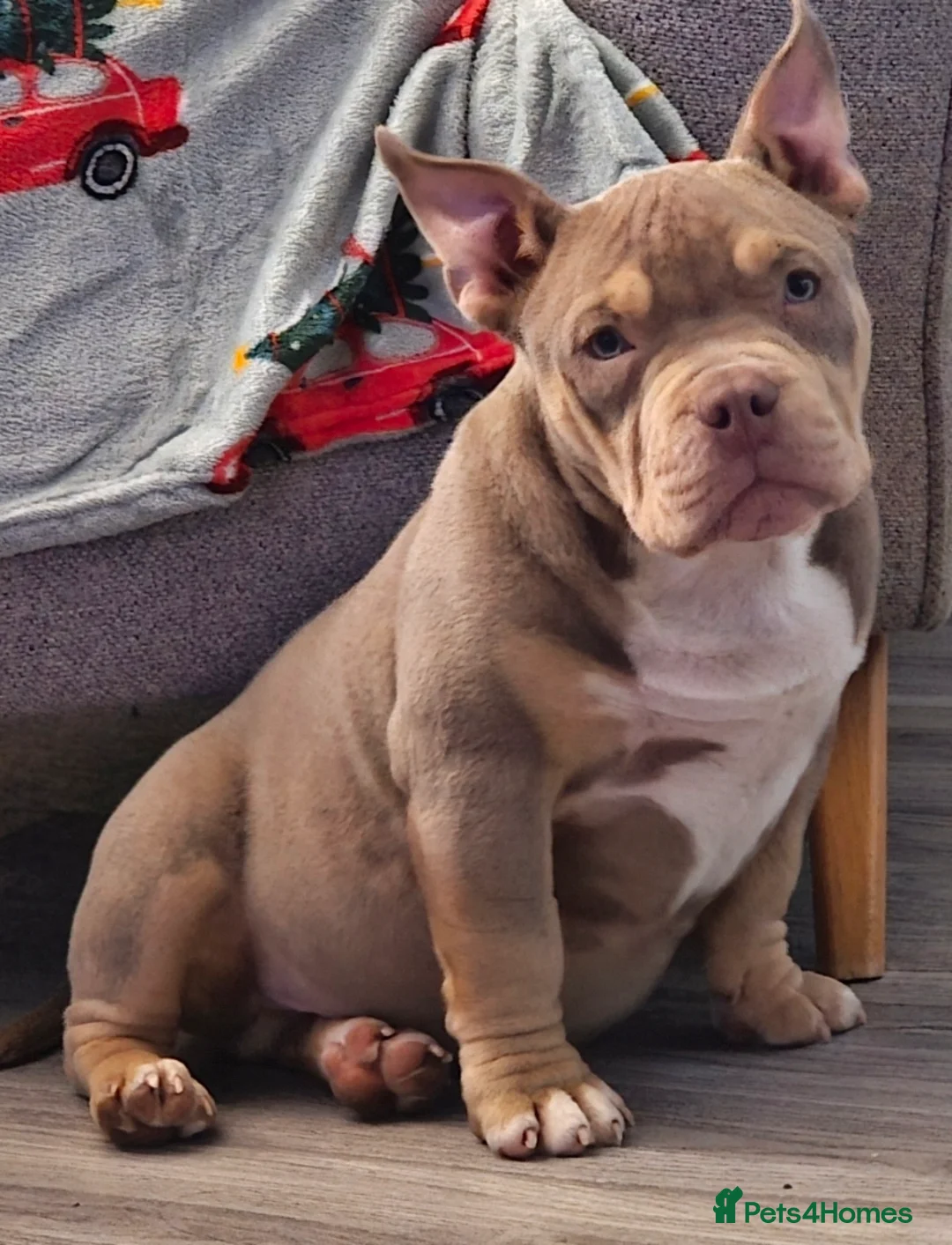 American Bully dogs for sale: Male pocket bully pup.  - Advert 1