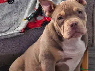 American Bully dogs Male pocket bully pup. - Advert 2