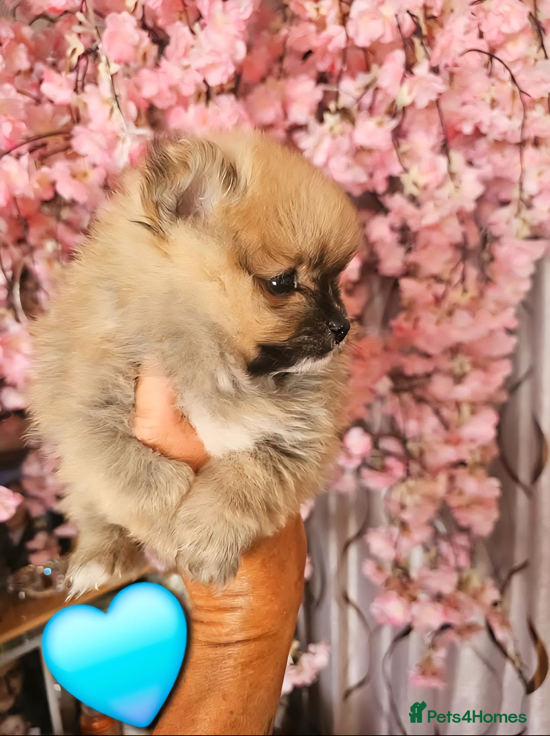 Pomeranian dogs for sale: Waaaaw #SUPERB #POMERANIAN's - Image 10