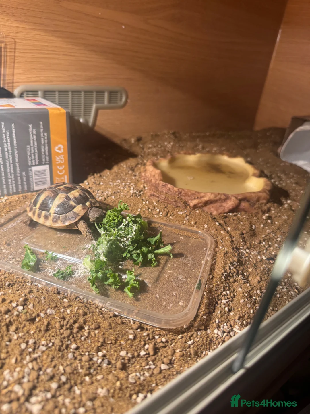 Tortoise reptiles for sale: Herman tortoise great little character.  in Bristol - Advert 3