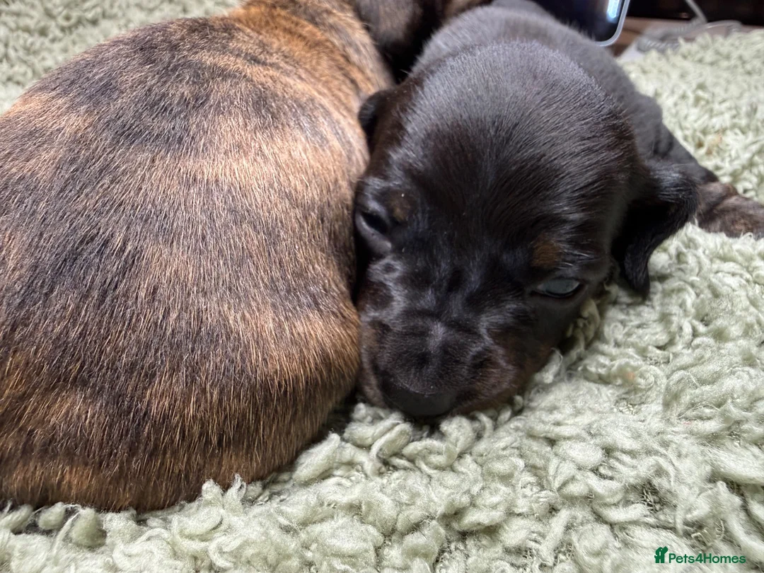 Miniature Dachshund dogs for sale: Stunning brindle miniature dachshund puppies in Plymouth - Advert 13