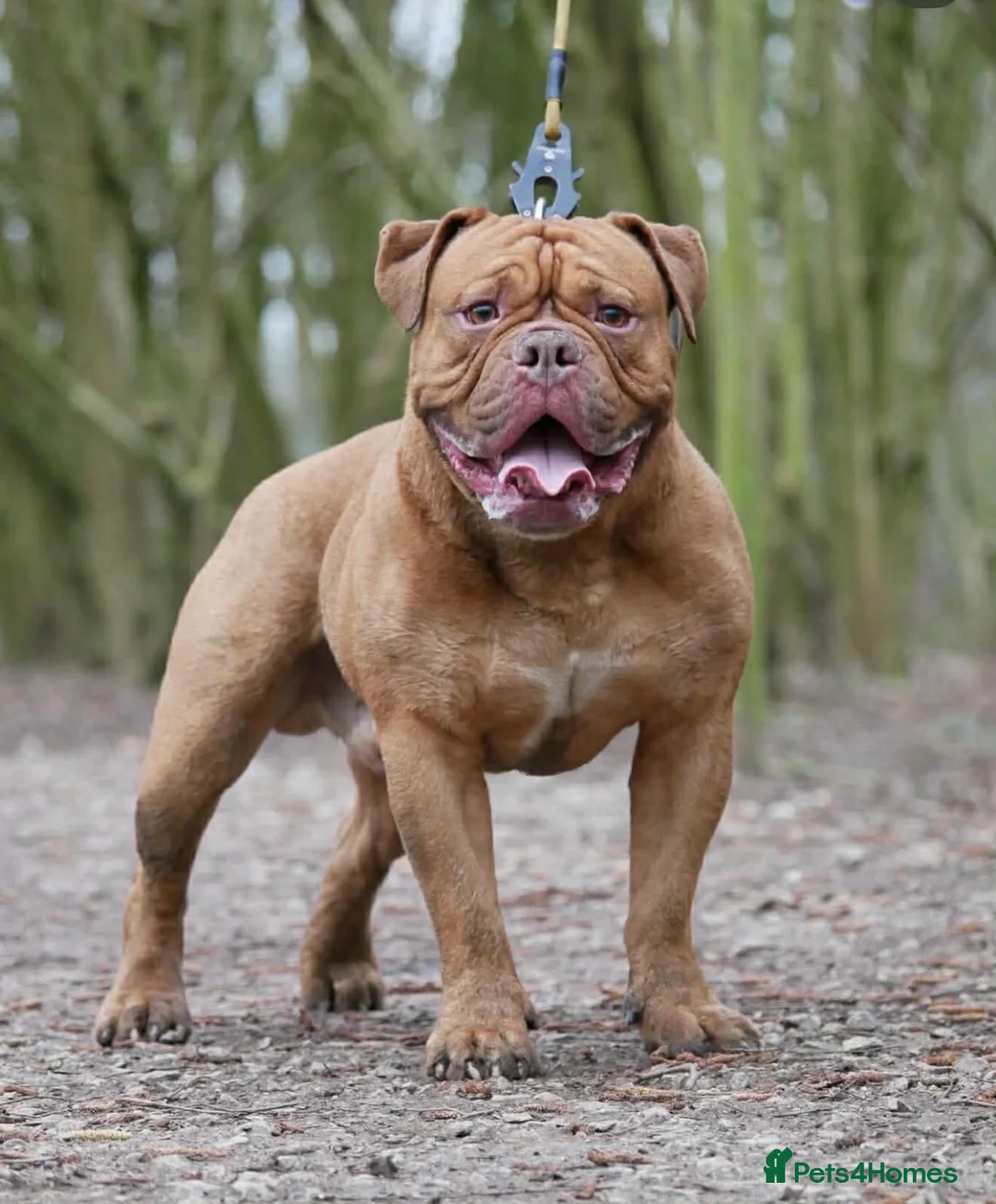 Old Tyme Bulldog dogs for sale: Beautiful litter - Advert 2