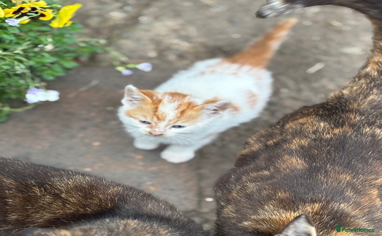 Mixed Breed cats - Advert 13