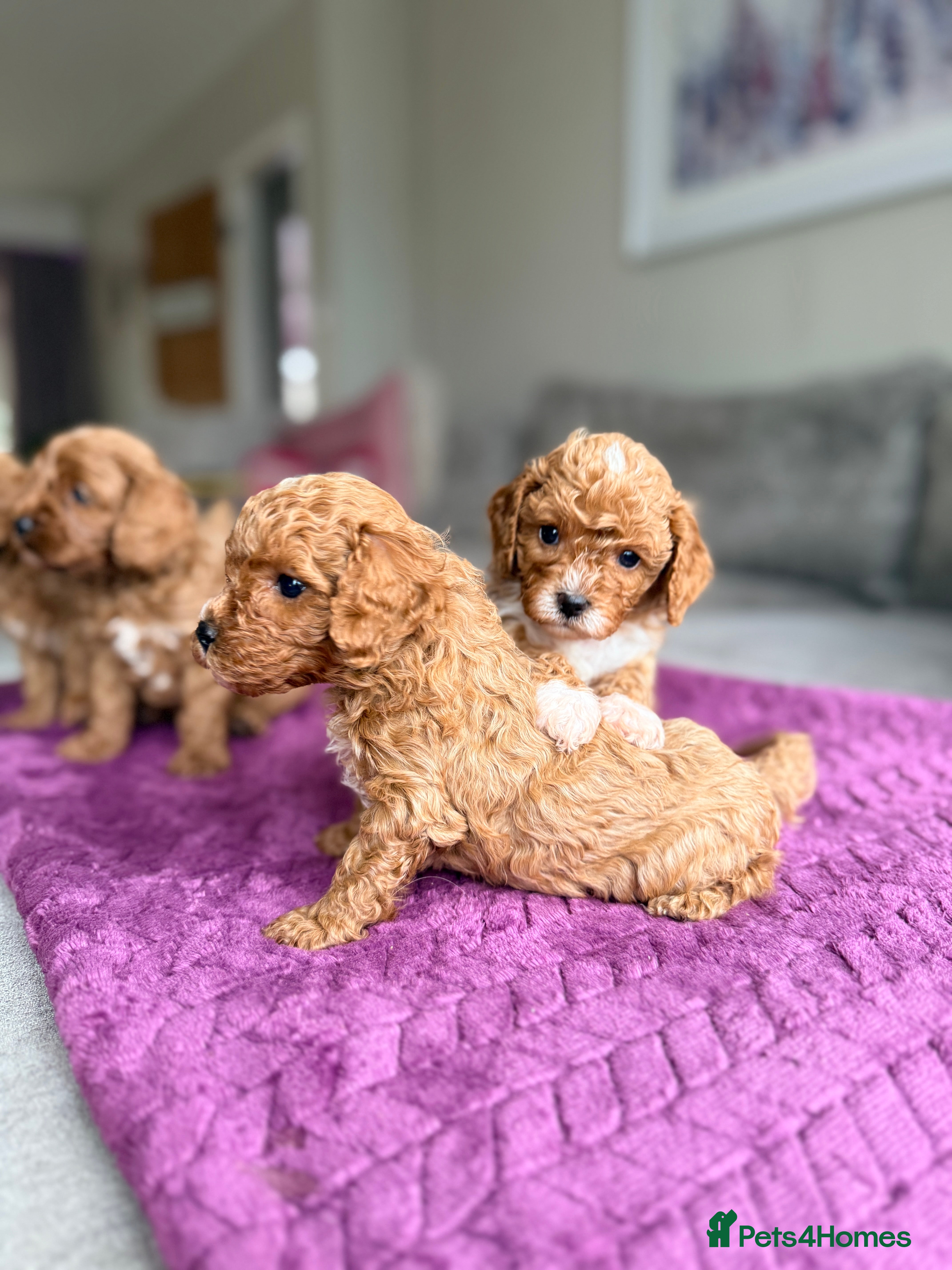 Cavapoo dogs Premium Teddy F1bb Toy Cavapoos - Advert 9