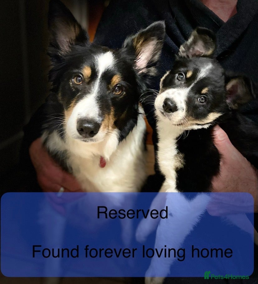 Border Collie dogs 1 Gorgeous Handsome Tri colour Border Collie male  - Advert 4