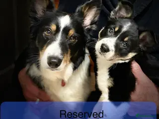 Border Collie dogs 1 Gorgeous Handsome Tri colour Border Collie male - Advert 4