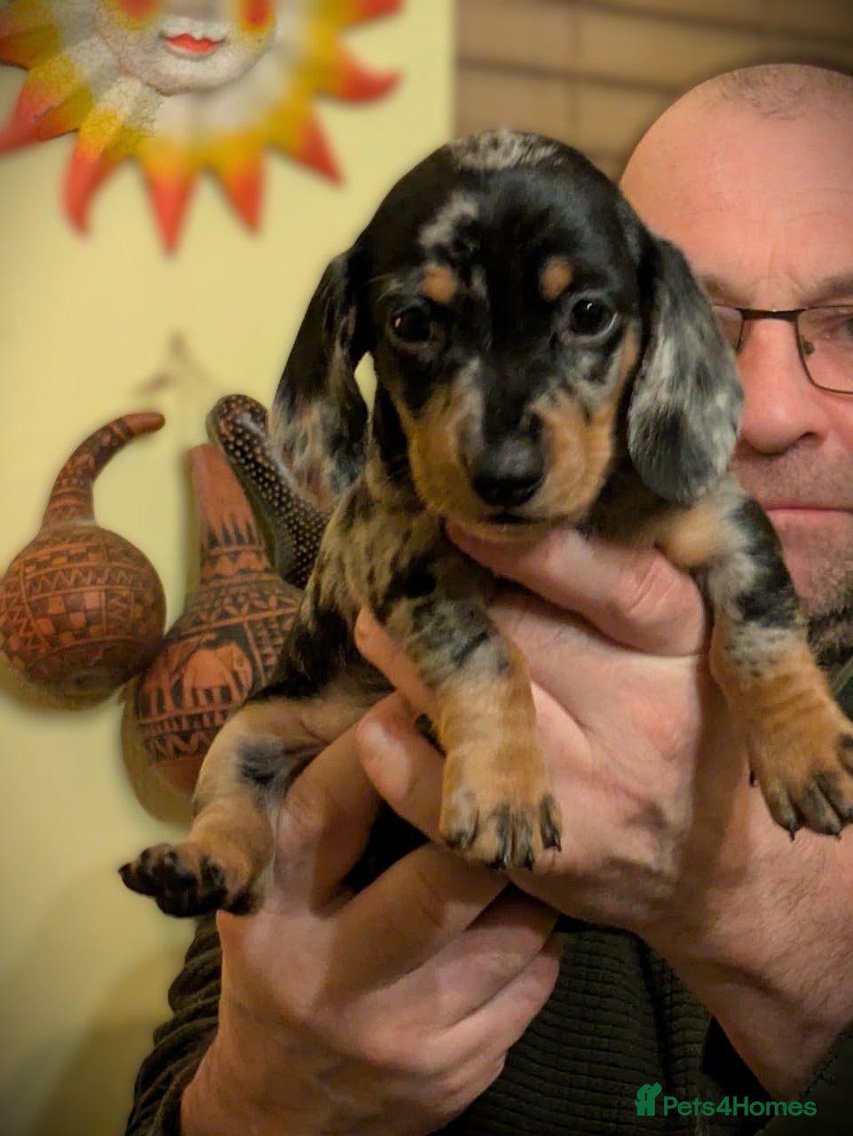 Miniature Dachshund dogs KC Reg PRA Clear Miniature Dachshunds Family Dogs - Advert 1