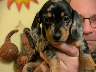 Miniature Dachshund dogs KC Reg PRA Clear Miniature Dachshunds Family Dogs - Advert 2