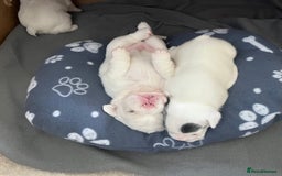 French Bulldog dogs for sale: Fluffy French Bulldogs - Image 11