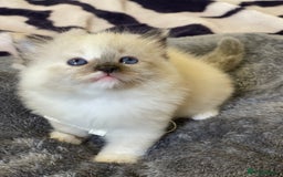 Ragdoll cats for sale: VERY RARE CREAM FLARE BICOLOUR RAGDOLL KITTEN - Image 6