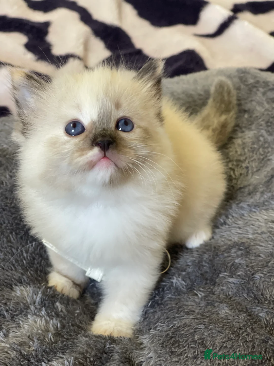 Ragdoll cats for sale: VERY RARE CREAM FLARE BICOLOUR RAGDOLL KITTEN - Advert 6