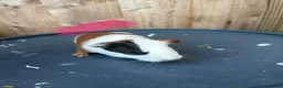 Guinea Pig rodents for sale: Guinea pigs to be reserved  - Advert 11