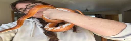 Corn Snake reptiles for sale: Hypo blood red corn snake female in Plymouth - Advert 3