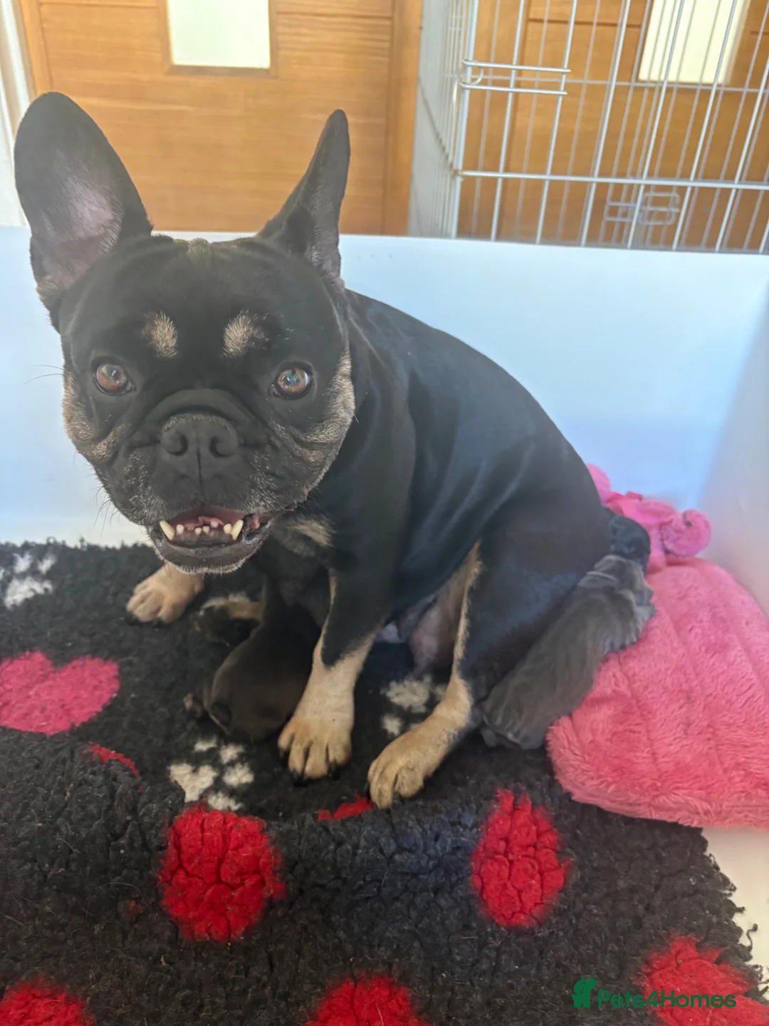 French Bulldog dogs for sale: Stunning French bulldogs  - Advert 1