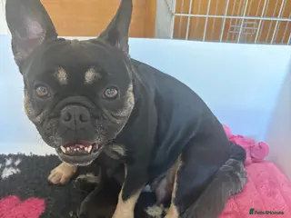 French Bulldog dogs Stunning French bulldogs - Advert 7