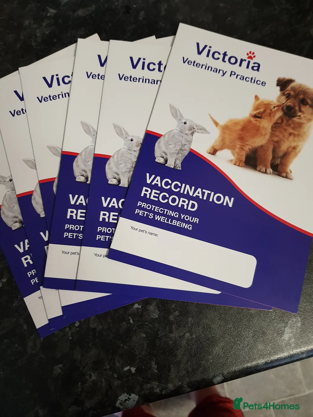 Chihuahua dogs for sale: Chihuahua pups - Advert 3