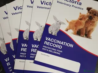 Chihuahua dogs Chihuahua pups reduced - Advert 7