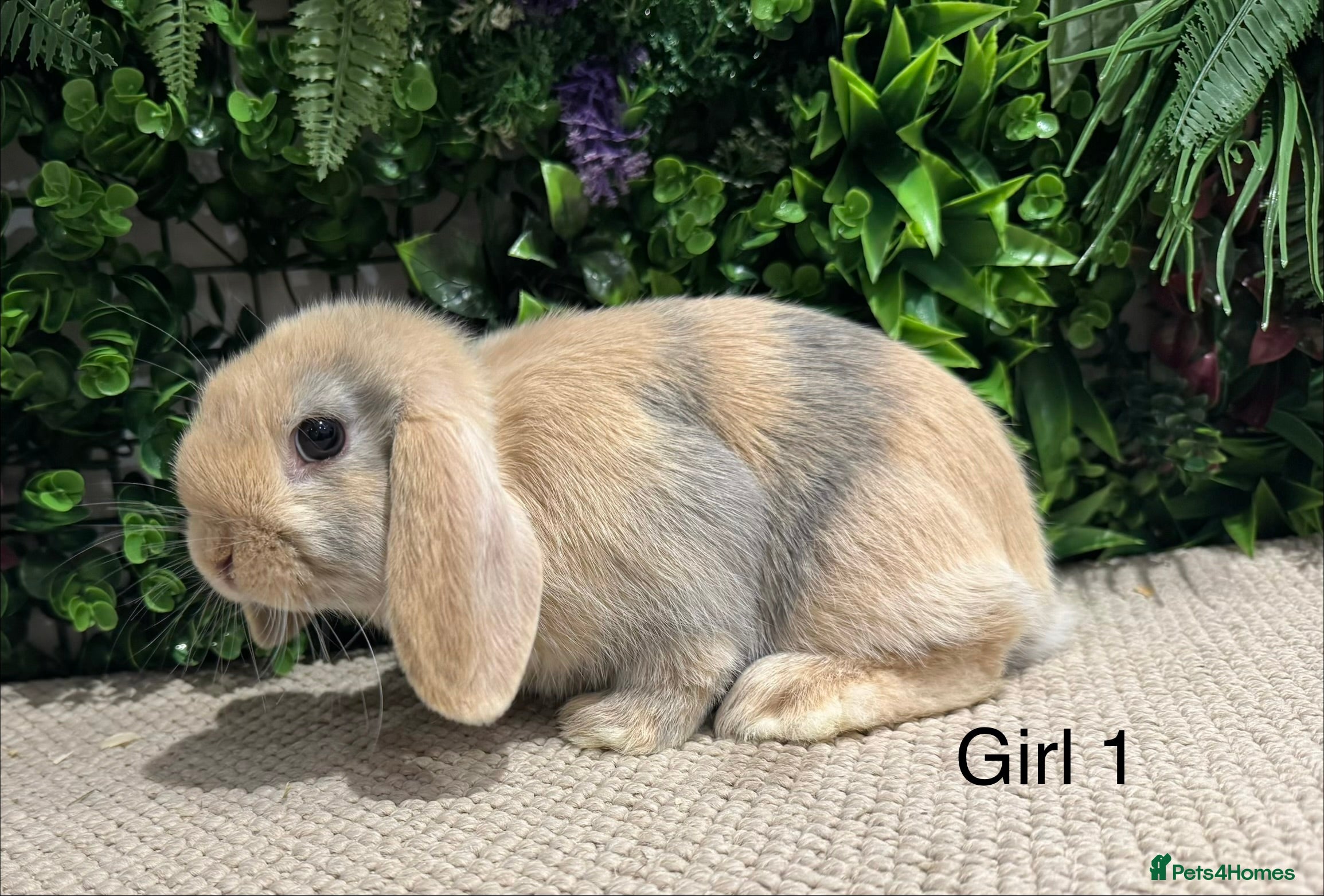 Mini Lop rabbits ⭐️ mini lops ⭐️ 2 boys ready to go  - Advert 1