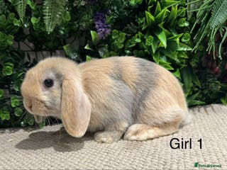 Mini Lop rabbits ⭐️ mini lops ⭐️ READY TO GO - Advert 1