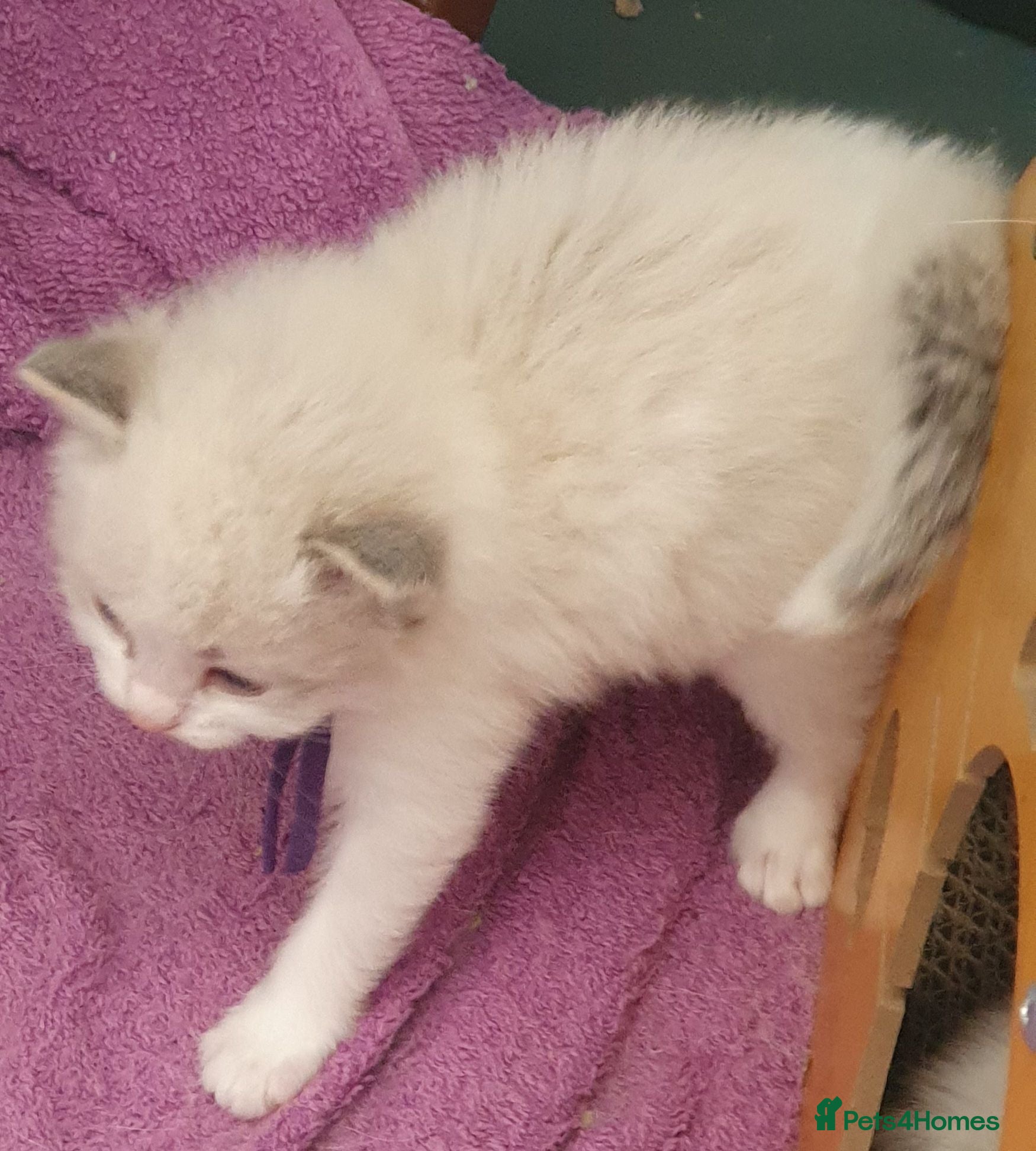 Siberian cats Gorgeous Neva Masquerade Baby Boy - Advert 2