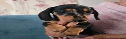 Miniature Dachshund dogs for sale: Mini Dachshund Girl - Advert 1