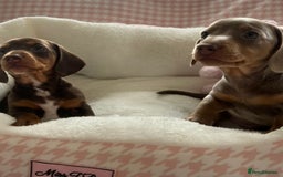 Miniature Dachshund dogs for sale: Miniature Dachshund  - Image 9
