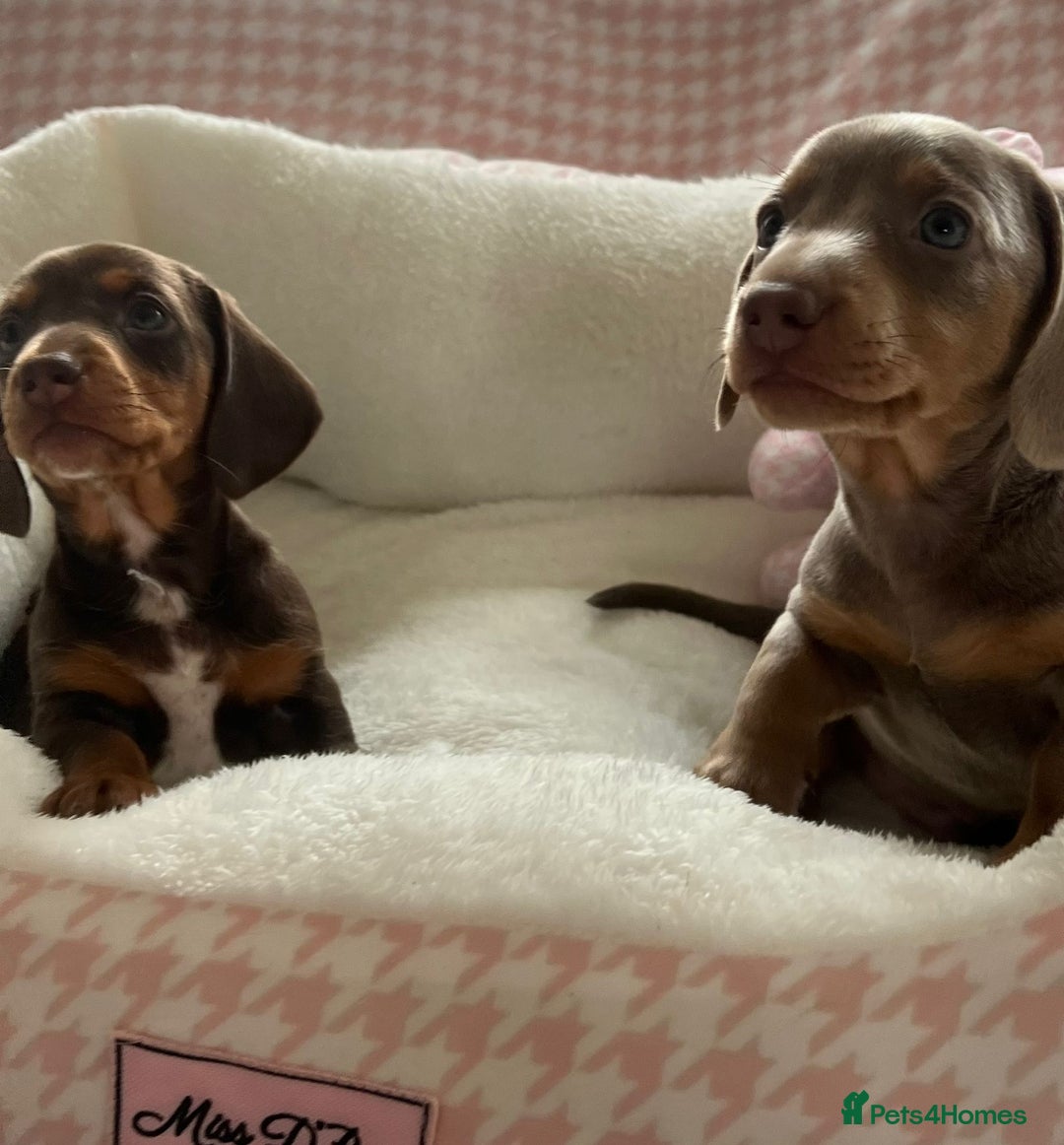 Miniature Dachshund dogs for sale: Miniature Dachshund  - Image 9