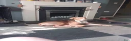 American Bulldog dogs for sale: Female puppy  in Mexborough - Advert 4