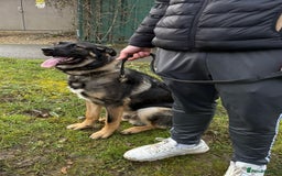 Mixed Breed dogs for sale:  German shepherd x Caucasian  - Image 1