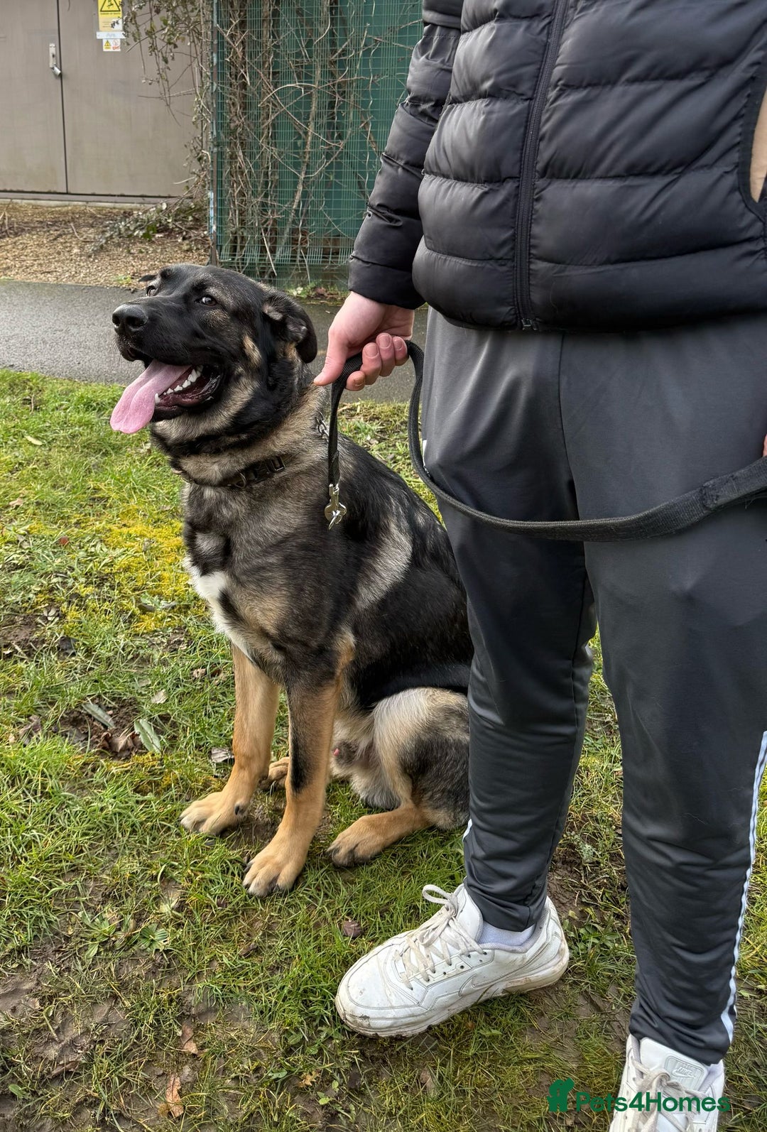 Mixed Breed dogs for sale:  German shepherd x Caucasian  - Image 1