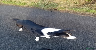Border Collie dogs - Advert 6