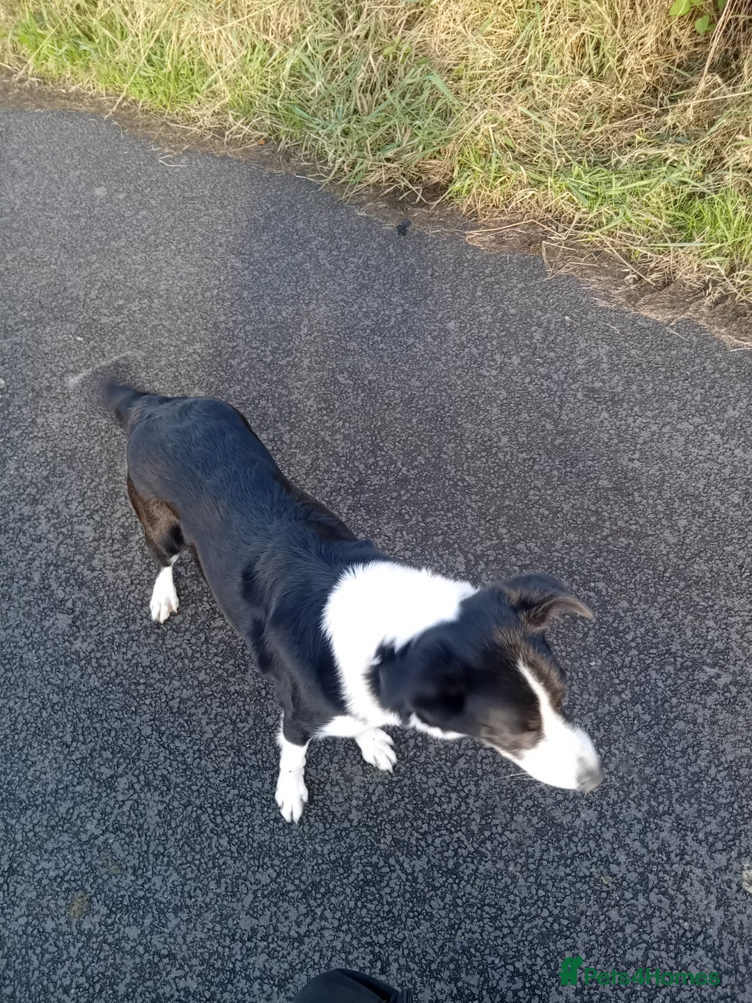 Border Collie dogs for sale: 3 1/2 year old collie bitch for sale - Image 2