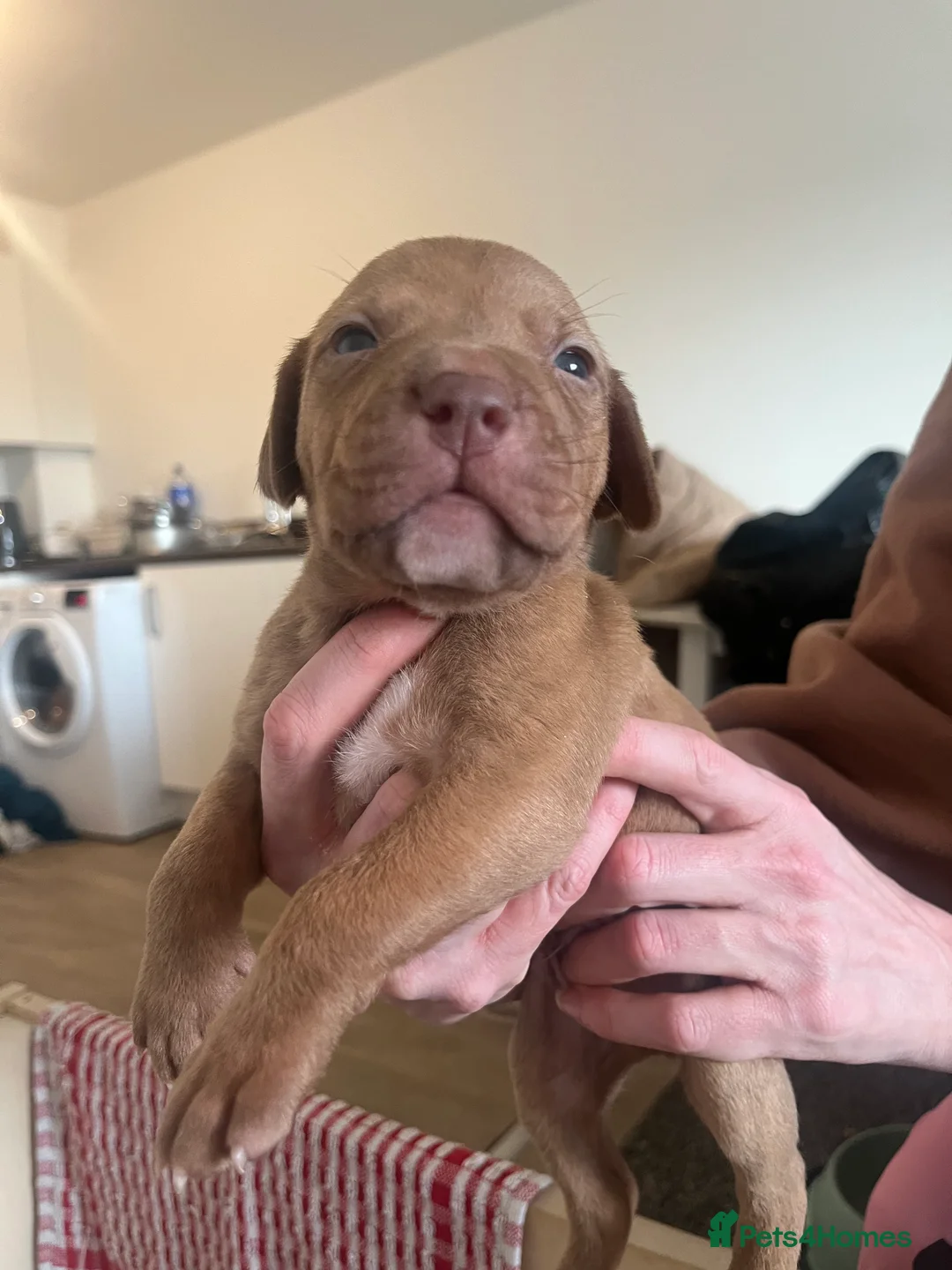 Mixed Breed dogs for sale: blue staff cross american bulldog  - Advert 12