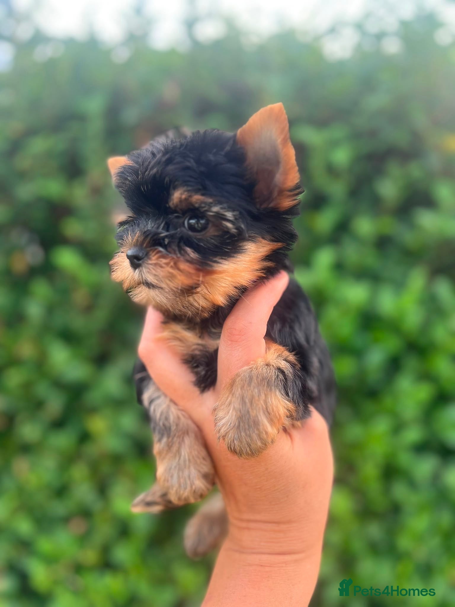 Yorkshire Terrier dogs ❤️ Beautiful Yorkshire Terrier Puppies ❤️ - Advert 5