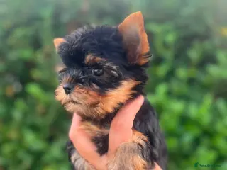 Yorkshire Terrier dogs ❤️ Beautiful Yorkshire Terrier Puppies. Ready now - Advert 3