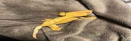 Gecko reptiles for sale: Crested Gecko for sale - Advert 4