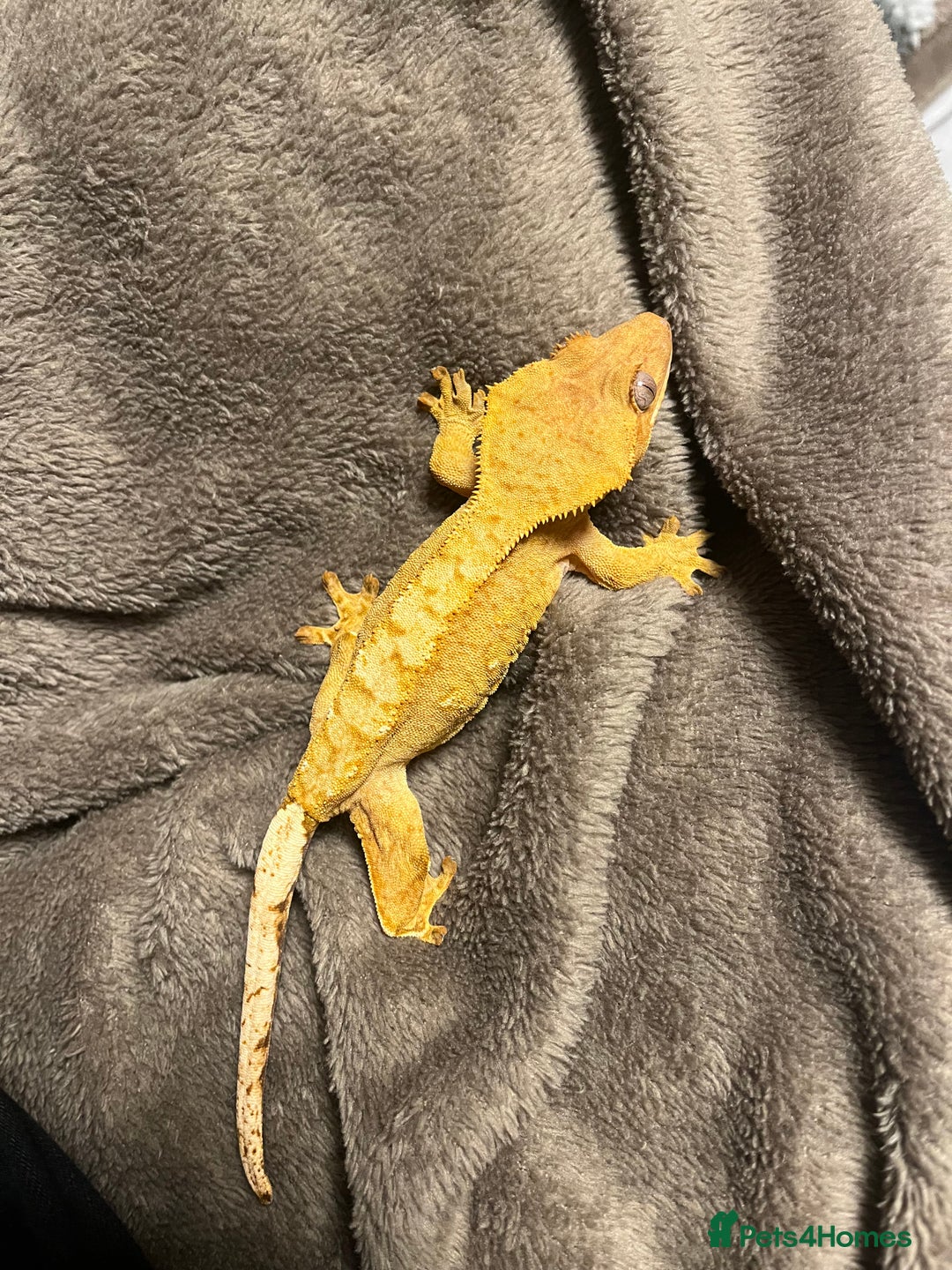 Gecko reptiles for sale: Crested Gecko for sale - Advert 4