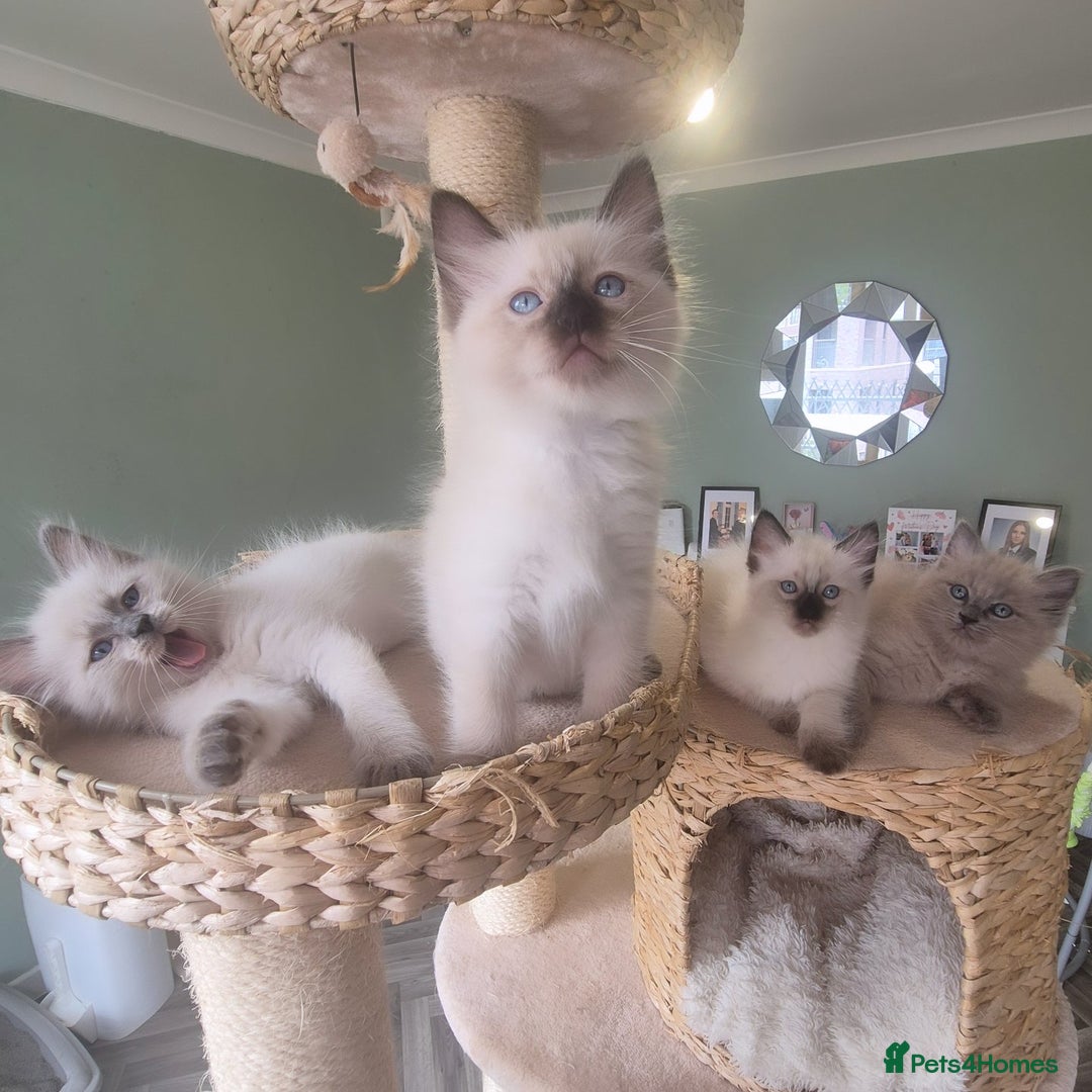 Ragdoll cats for stud: Ragdoll Seal Sepia Stud Genetically Tested 🐾 in London - Advert 21