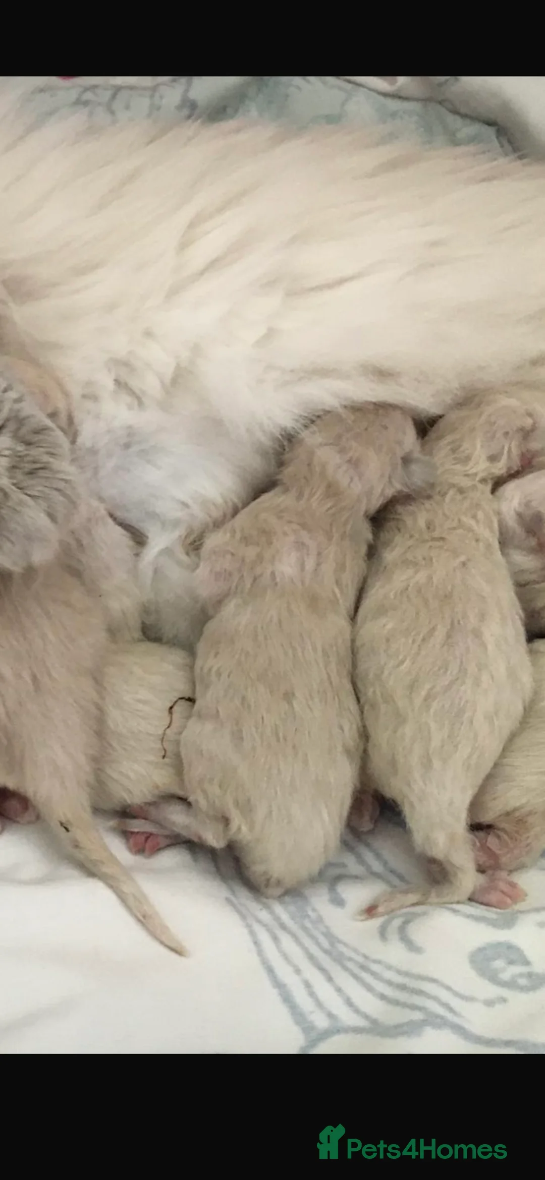 Ragdoll cats for sale: 🩷 WAITING LIST NOW OPEN 💜 - Advert 10