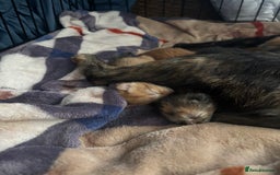 Mixed Breed cats for sale: Beautiful kittens for sale - Image 5