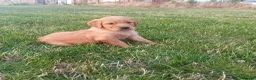 Golden Retriever dogs for sale: KC Reg Health Tested Dark Golden Retriever Puppies - Advert 14