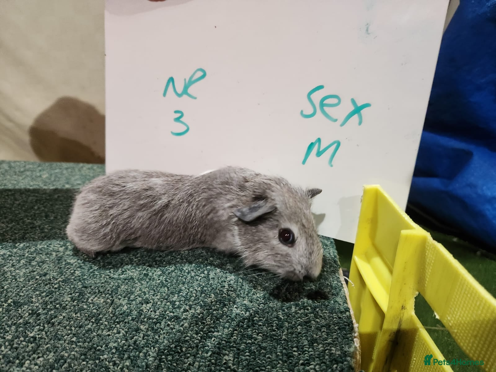 Guinea Pig rodents Guinea pigs for sale - Advert 2